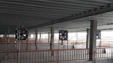 雲林養豬場
