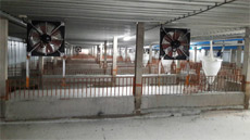 雲林養豬場